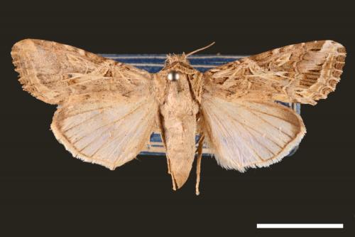 Spodoptera litura[斜紋夜蛾][00002837]