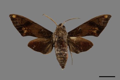 Dahira obliquifascia[斜帶天蛾][00071605]