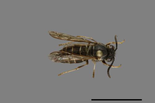 Vespula flaviceps[細黃胡蜂][00073199]