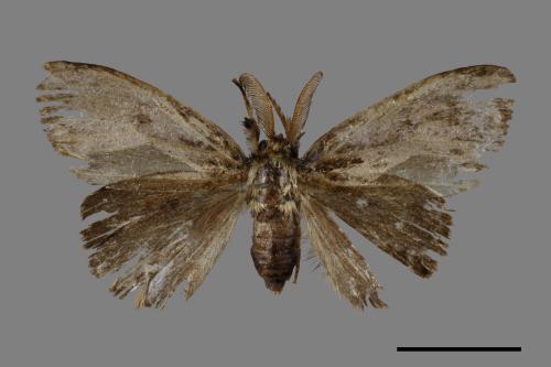 Ilema olivacea[角斑毒蛾][00045526]