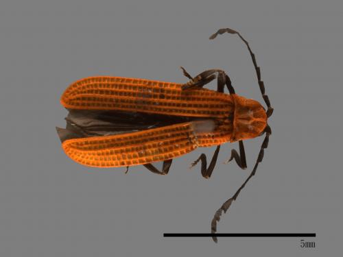 <已分類>Family：Cantharidae[菊虎科][00043280]