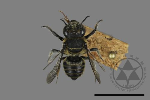 <已分類>Genus：Megachile[切葉蜂屬][00197215]