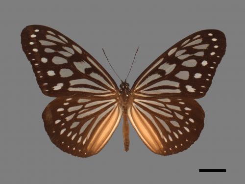 Ideopsis similis[琉球青斑蝶][00013447]