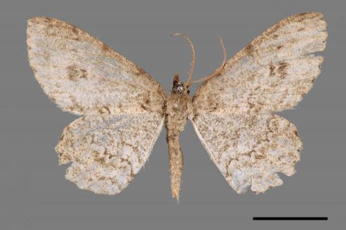 Ectropis bhurmitra[淡猗尺蛾][00051688]