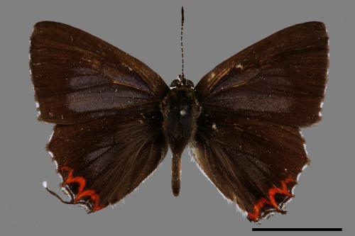 Heliophorus ila matsumurae[紅邊黃小灰蝶][00015384]