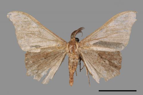 Hyposidra talaca[突角黯鉤尺蛾][00039651]
