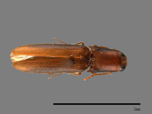 <已分類>Family：Elateridae[叩頭蟲科][00049607]