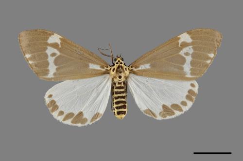 Nyctemera arcata albofasciata[00071350]