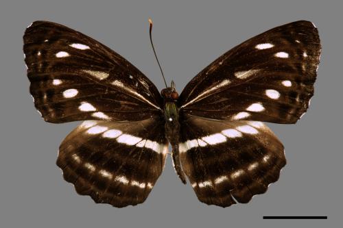 Neptis nata lutatia[臺灣三線蝶][00013621]