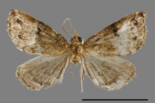 Mixomelia rivulosa[00011771]