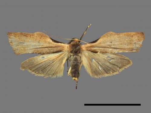 Teulisna tumida[膨圖苔蛾][00014922]
