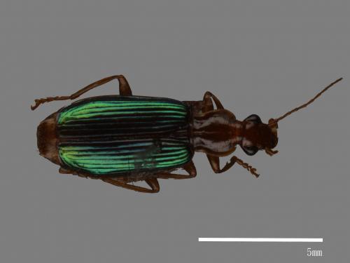 <已分類>Family：Carabidae[步行蟲科][00043231]