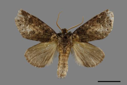 Neodrymonia seriatopunctata[黃肩舟蛾][00071006]
