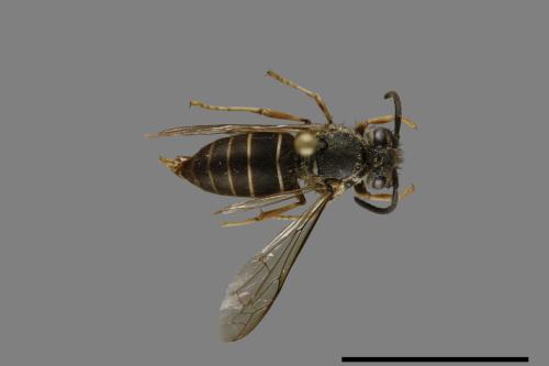 Vespula flaviceps[細黃胡蜂][00073197]