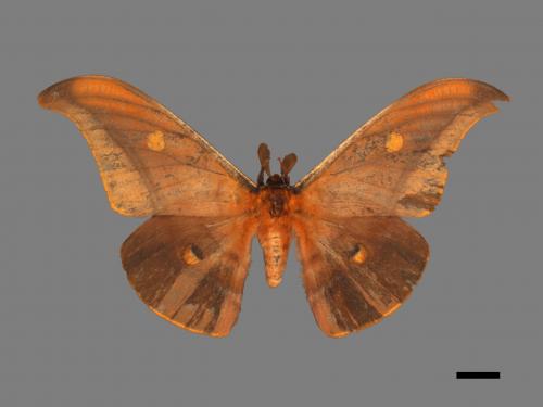 Antheraea formosana[紅目天蠶蛾][00016003]