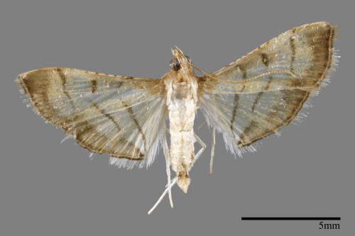 <已分類>Family：Crambidae[草螟科][00023317]