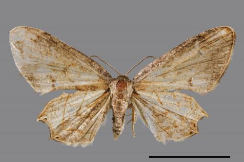 Warreniplema fumicosta[黃緣雙尾蛾][00044395]