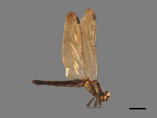 Orthetrum triangulare[鼎脈蜻蜓][00103535]