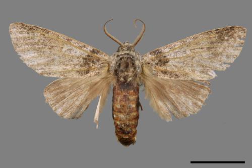 Pseudofentonia diluta variegata[迴舟蛾][00045653]