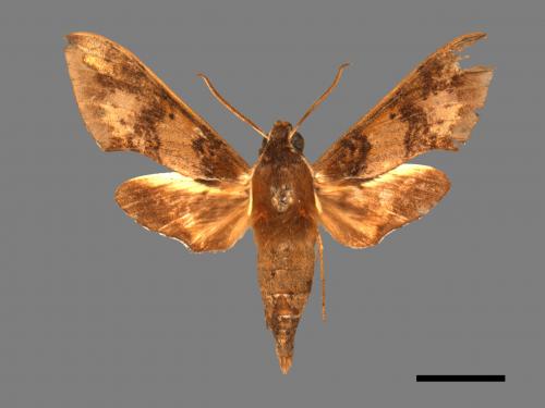 Rhagastis binoculata[雙斑白肩天蛾][00017712]