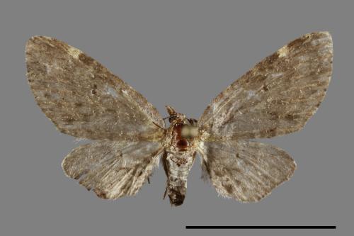 <已分類>Family：Geometridae[尺蠖蛾科][00091429]