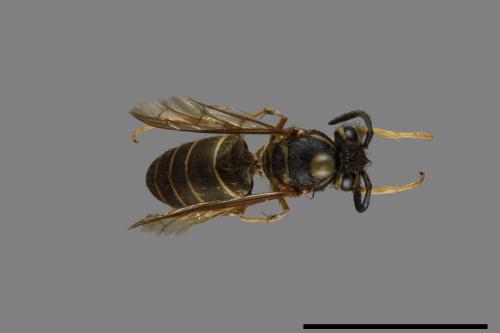 Vespula flaviceps[細黃胡蜂][00073072]