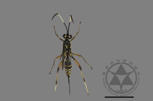 <已分類>Family：Ichneumonidae[姬蜂科][00171997]