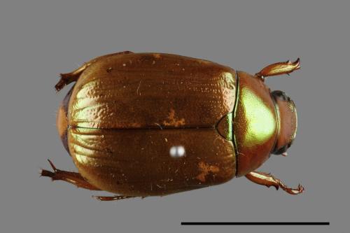 Mimela testaceoviridis[黃艷金龜][00026705]