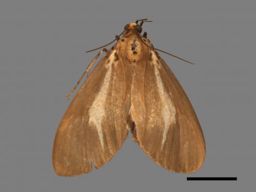 Asota heliconia zebrina[圓端擬燈蛾][00019933]