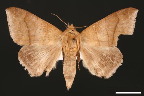 Dysgonia amygdalis[00030625]