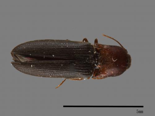 <已分類>Family：Elateridae[叩頭蟲科][00083847]