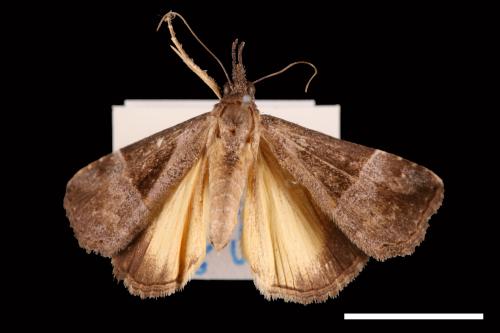 Hypena trigonalis[00009631]