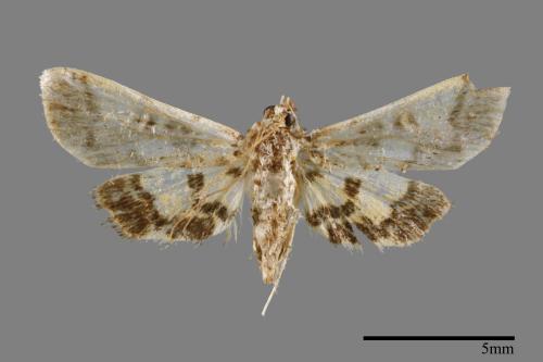 <已分類>Family：Crambidae[草螟科][00064611]