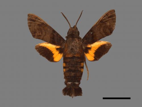 Macroglossum pyrrhosticta[黃斑長喙天蛾][00016919]