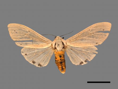 Creatonotos transiens vacillans[八點燈蛾][00039659]