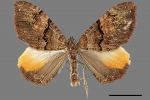 Photoscotosia miniosata[橙後波尺蛾][00056406]