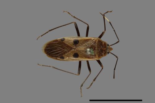 Physopelta quadriguttata[00026227]