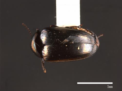 <已分類>Family：Tenebrionidae[擬步行蟲科][00040024]