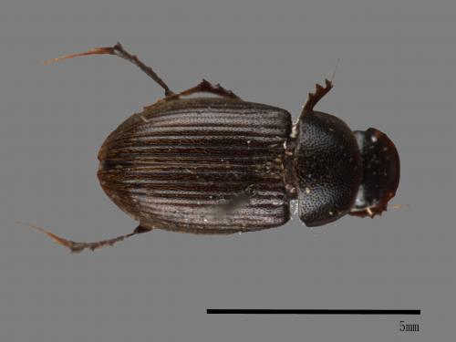 <已分類>Family：Scarabaeidae[金龜子科][00084064]
