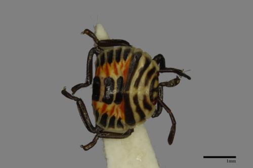 <已分類>Family：Pentatomidae[椿象科][00094352]