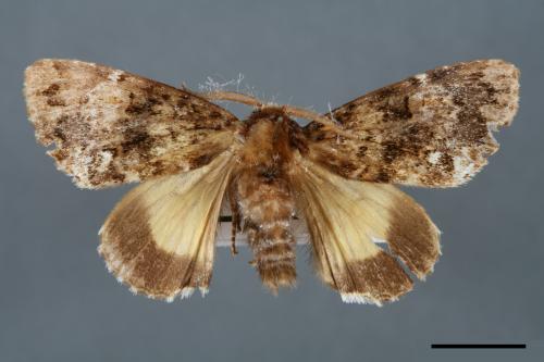Trisuloides taiwana[00000084]