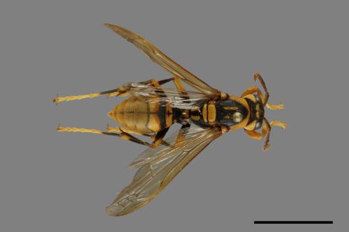 Polistes rothneyi[黃長腳蜂][00074365]