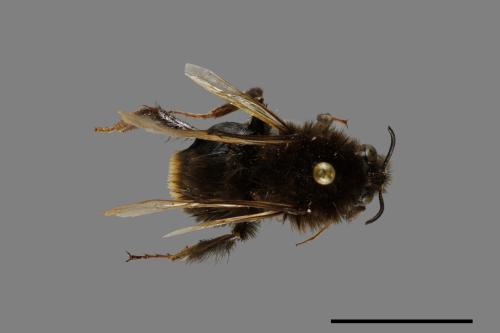 Bombus trifasciatus[威氏熊蜂][00074677]