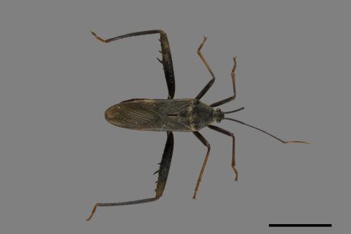 Notobitus meleagris[黑竹緣蝽][00075334]