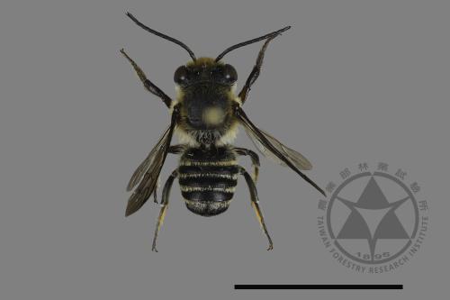 <已分類>Genus：Megachile[切葉蜂屬][00198035]