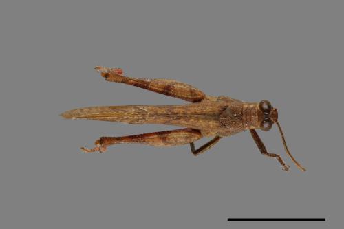 <已分類>Order：Orthoptera[直翅目][00026308]