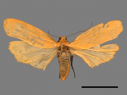 Eilema magnata[巨土苔蛾][00047811]