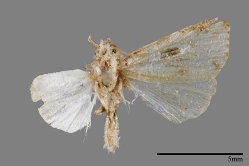 Maliattha signifera[00009352]