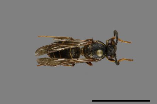 Vespula flaviceps[細黃胡蜂][00073203]