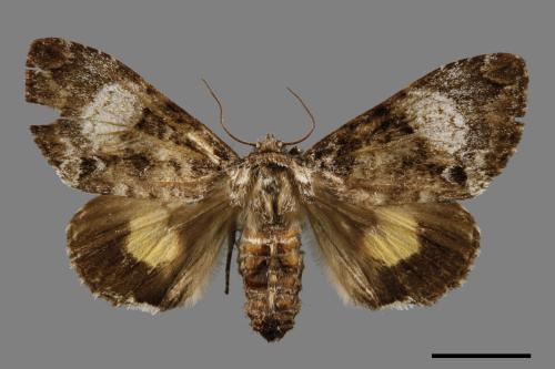 Trisuloides sericea[后夜蛾][00057157]